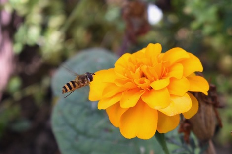 Hoverfly flying towards a French marigold flower